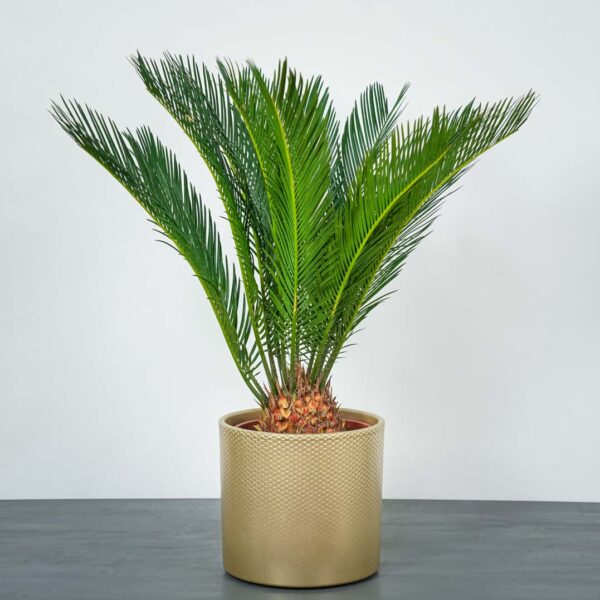 cykas-cycas-revoluta