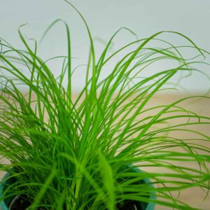 cyperus-zumula-kocia-trawa