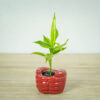 dracena-sanderiana-gold-dracaena