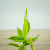dracena-sanderiana-gold-dracaena