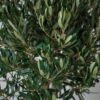 drzewko-oliwne-gigant-olea-europaea