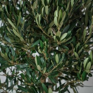 drzewko-oliwne-gigant-olea-europaea