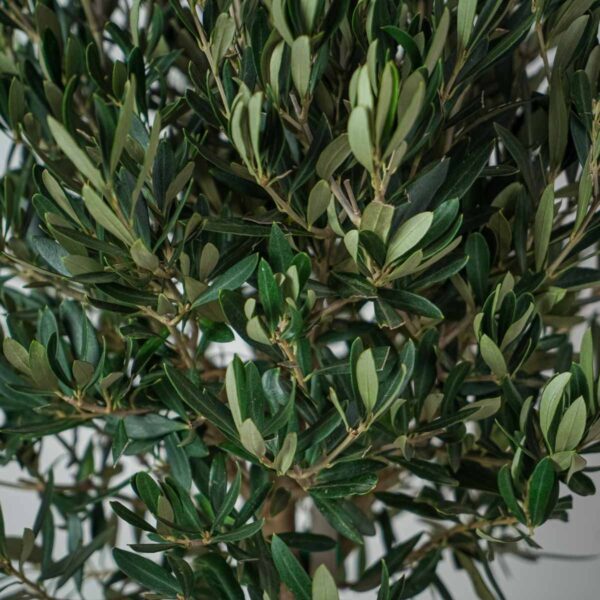 drzewko-oliwne-gigant-olea-europaea
