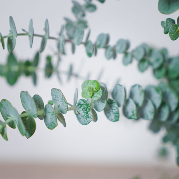 eukaliptus-eucalyptus-gunni