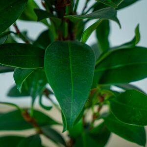 fikus-cyathistipula-ficus