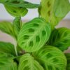 maranta-light-vein