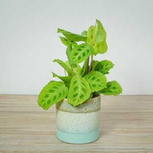 maranta-light-vein