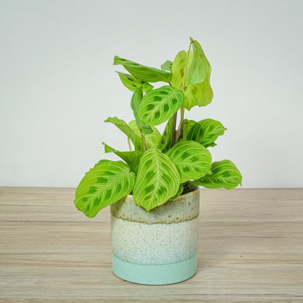 maranta-light-vein