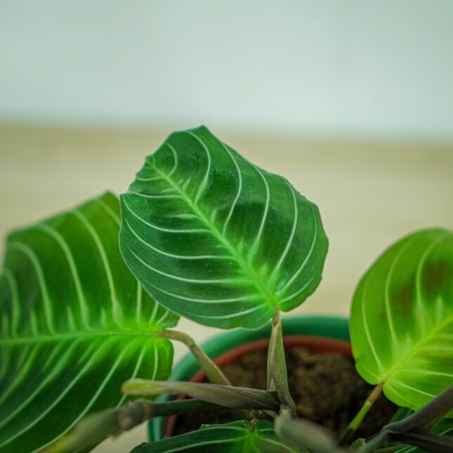 maranta-noid
