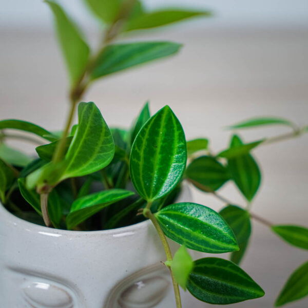 peperomia-angulata-rocca-scuro-baby