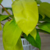 philodendron-lemon-lime-malay-gold