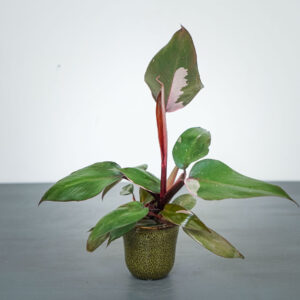 philodendron-pink-princess-baby