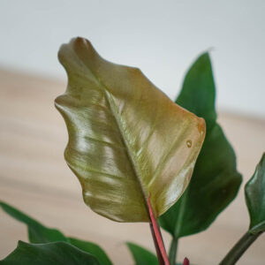 philodendron-pluto