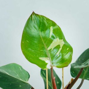 philodendron-white-knight