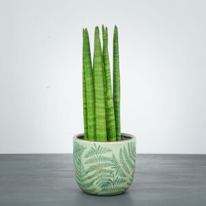 Sansevieria cylindrica