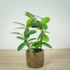 stefanotis-bukietowy-stephanotis-floribunda