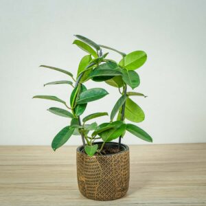 stefanotis-bukietowy-stephanotis-floribunda