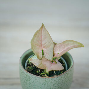 syngonium-neon-robusta-baby