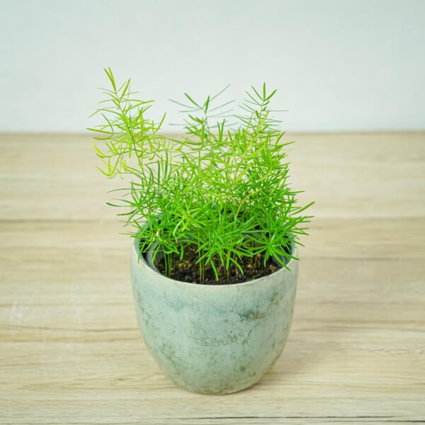 szparag-sprengera-asparagus-densiflorus-sprengeri