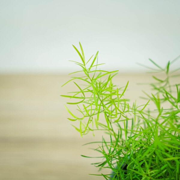 szparag-sprengera-asparagus-densiflorus-sprengeri