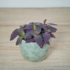 trzykrotka-fioletowe-serce-tradescantia-pallida-purpurea