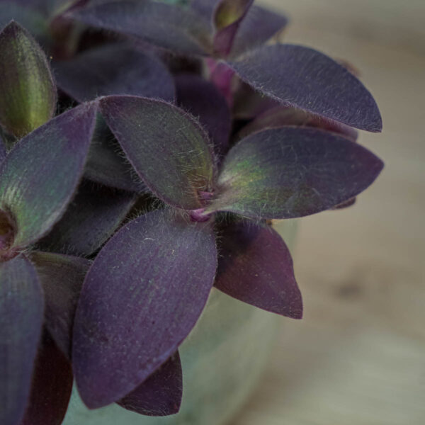 trzykrotka-fioletowe-serce-tradescantia-pallida-purpurea