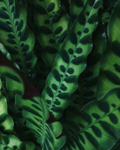 Wąskie, podłużne, zielone liście, o ciemnozielonym wzorze i falowanych brzegach.