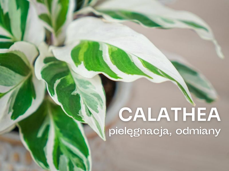 calathea stromanthe thalia Stromanthe thalia 'Triostar' – Foliage Factory main image 0