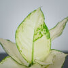 aglaonema-white-joy