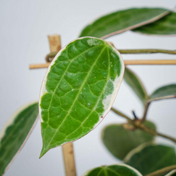 hoya-macrophylla-albomarginata-sadzonka