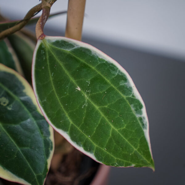 hoya-macrophylla-albomarginata-sadzonka