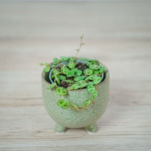 peperomia-prostrata-baby