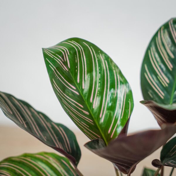 calathea-sanderiana