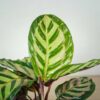calathea-roseopicta-cora
