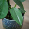 philodendron-hastatum-silver-queen