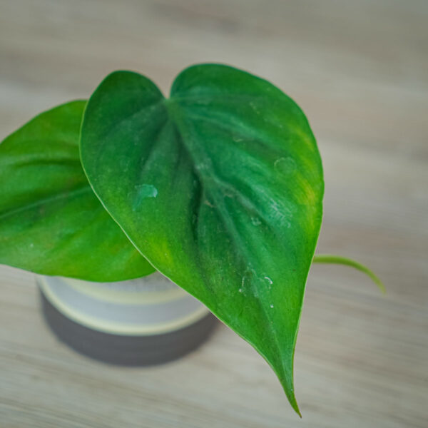 philodendron-scandens-baby