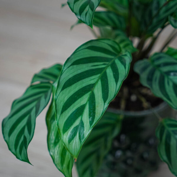 calathea-freddie