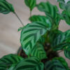calathea-freddie