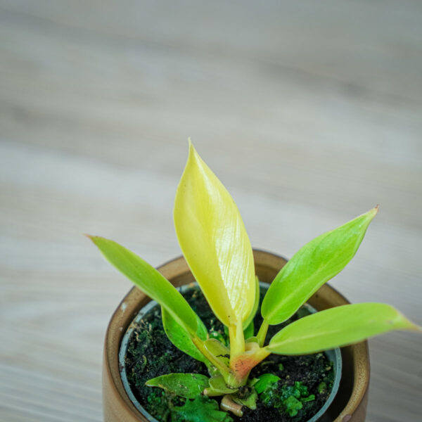 philodendron-moonlight-baby