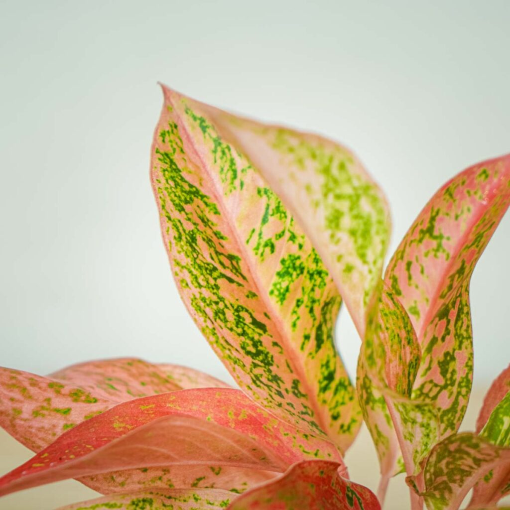 Aglaonema prestige - Mała Szklarnia
