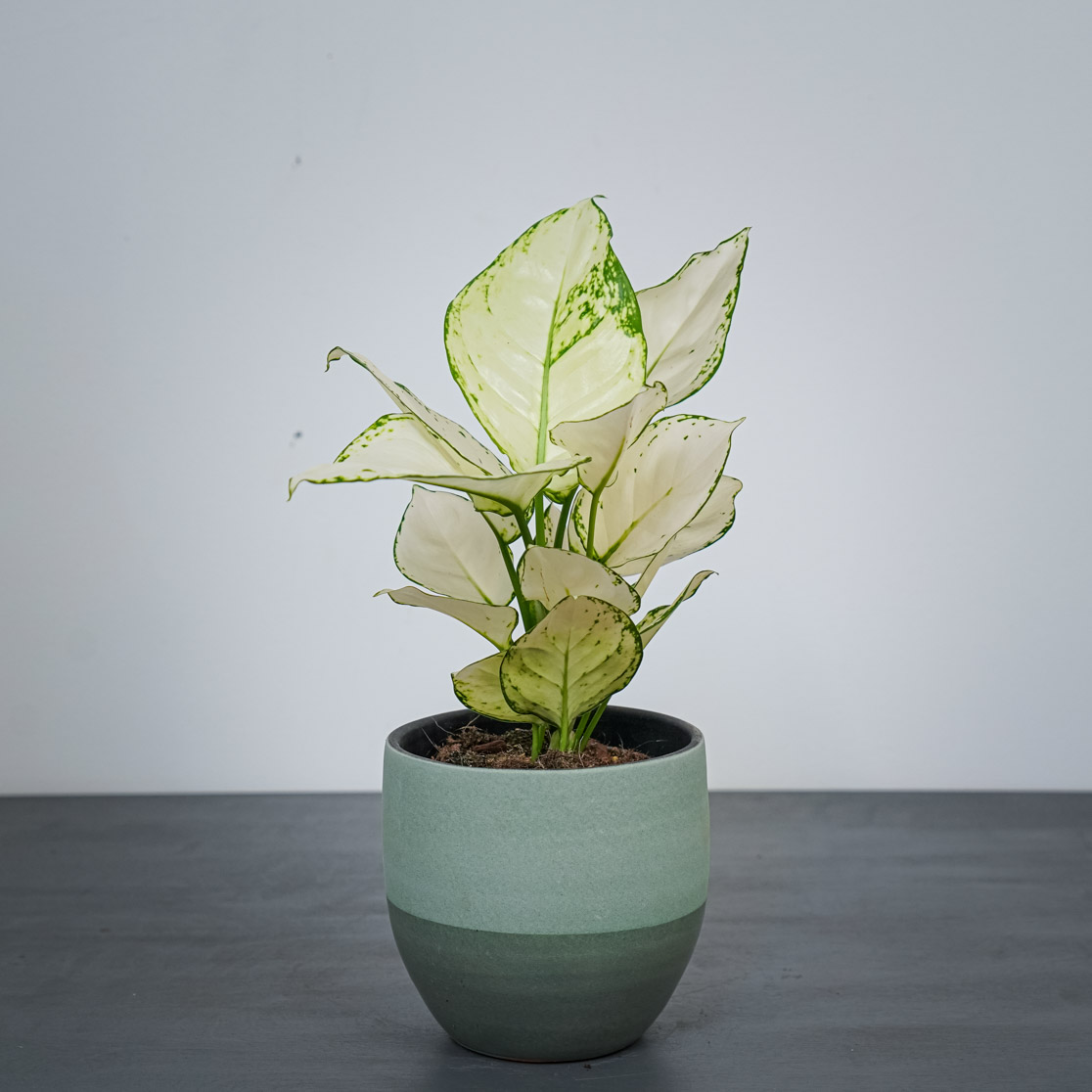 Aglaonema white joy - Mała Szklarnia