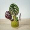 alokazja-cuprea-red-secret-alocasia