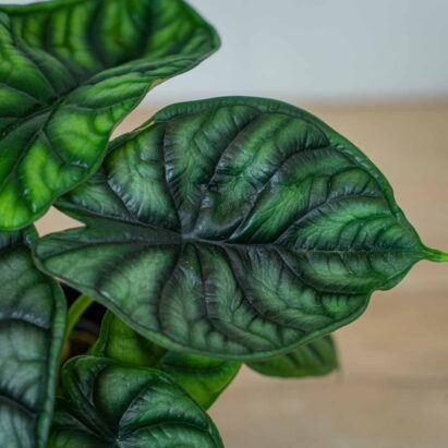 Alokazja dragon scale (alocasia) - Mała Szklarnia
