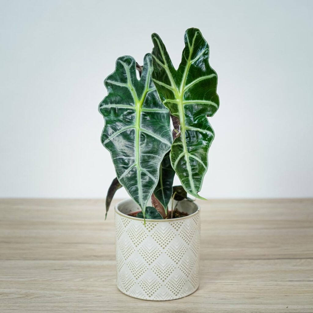 Alokazja Polly: Amazońska. Alocasia Amazonica Polly - Mała Szklarnia