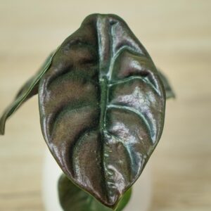 alokazja-scuprea-red-secret