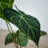 anthurium-clarinervium