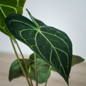 anthurium-clarinervium