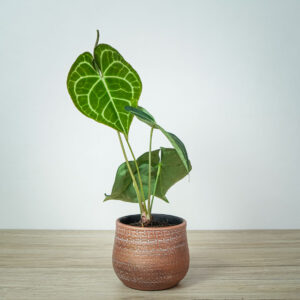 anthurium-clarinervium