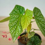 begonia-albopicta