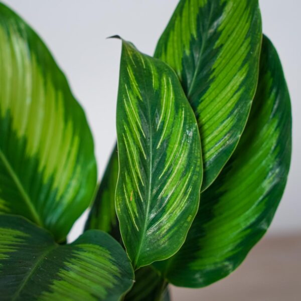 calathea-beauty-star